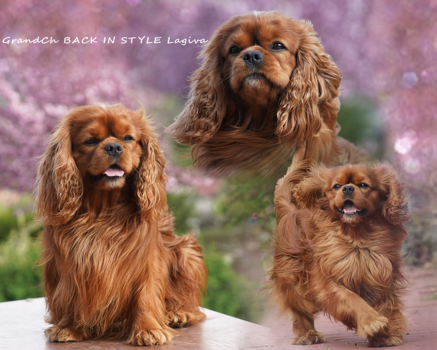 Lagiva Back in Style