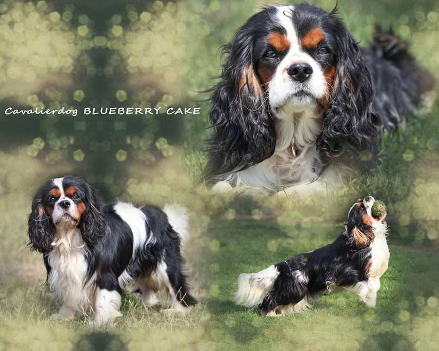 Cavalierdog Bluberry Cake