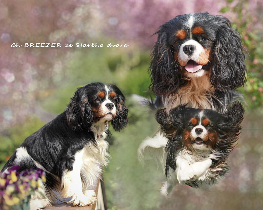 Breezer ze Star�ho dvora