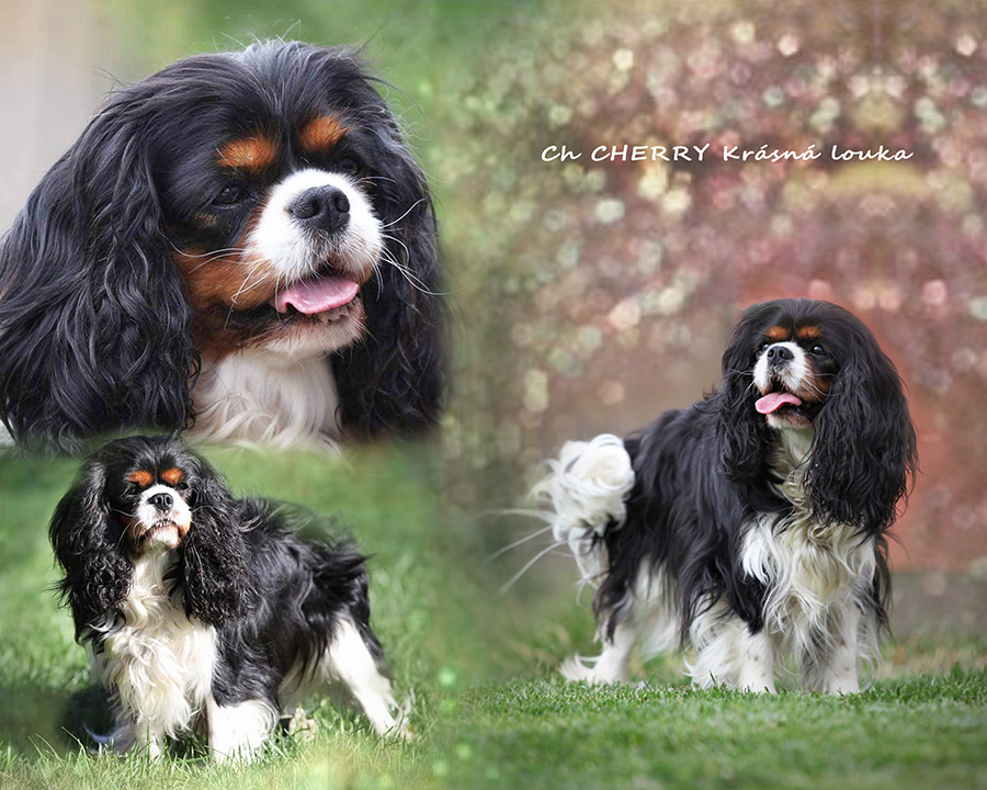 CHERRY KR�SN� LOUKA