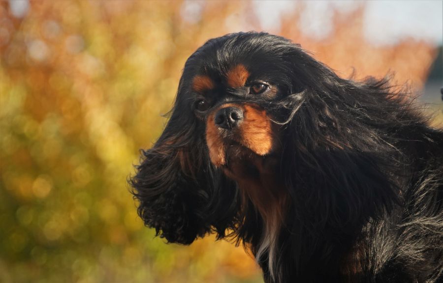 Choco ze Star�ho dvora