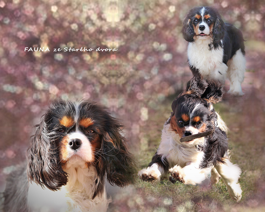 Fauna ze Star�ho dvora