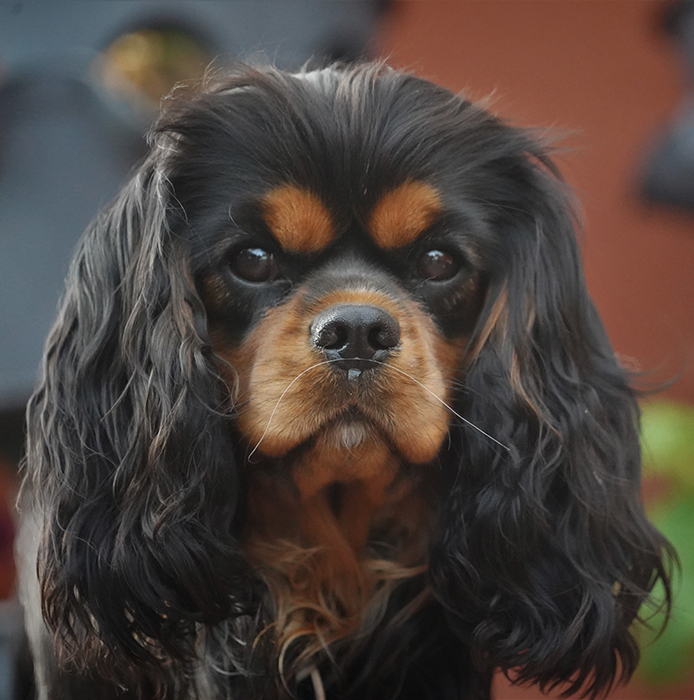 Jessie ze Star�ho dvora