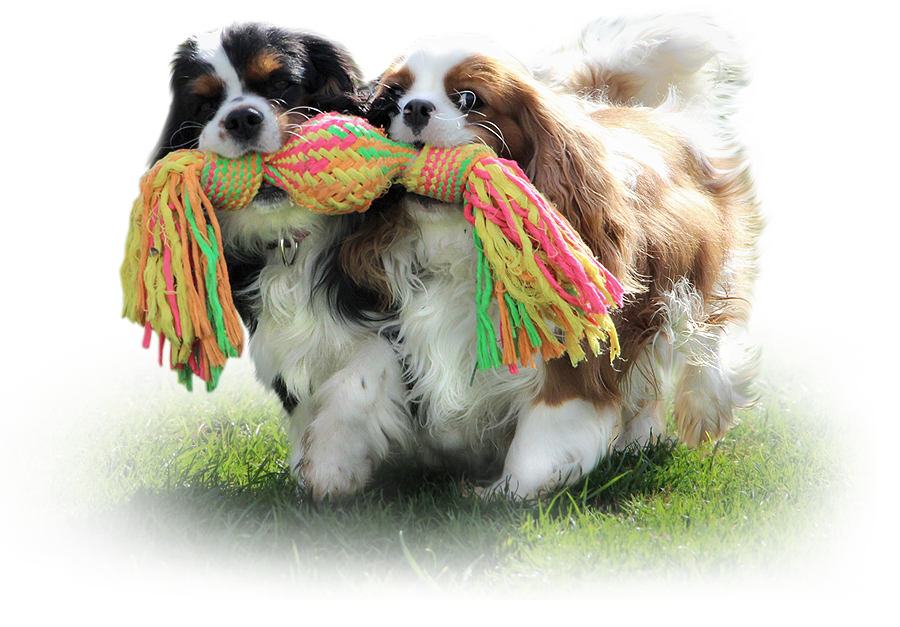 Kaval�r King Charles �pan�l - ze Star�ho dvora