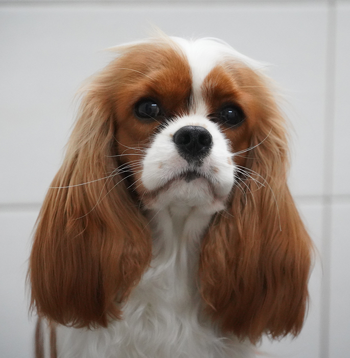 Minnie ze Star�ho dvora