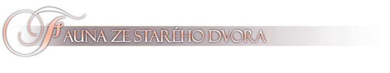 Fauna ze Star�ho dvora