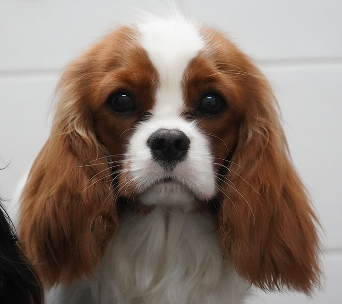 Oriflame ze Star�ho dvora