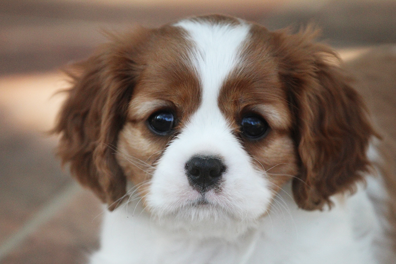 Kaval�r King Charles �pan�l - ze Star�ho dvora