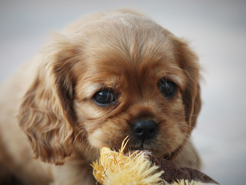 Kaval�r King Charles �pan�l - ze Star�ho dvora