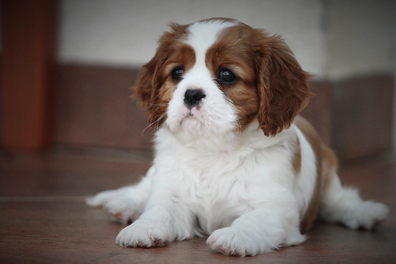 Kaval�r King Charles �pan�l - ze Star�ho dvora