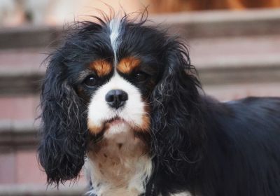 Vendy   ze Star�ho dvora