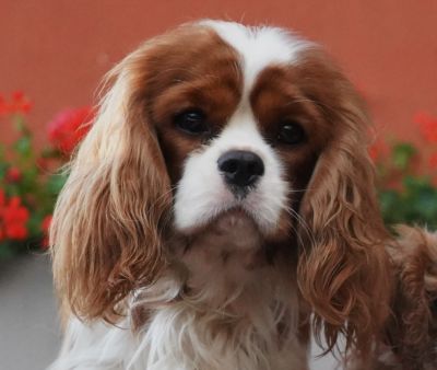 Wilson ze Star�ho dvora