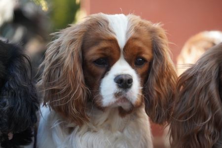 Winky  ze Star�ho dvora